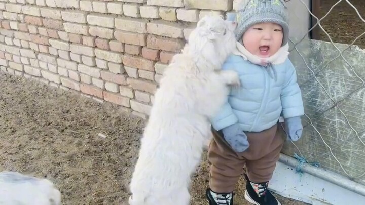 Si Domba Kecil: Aku cium dulu, apa kamu minum susu bubuk domba?