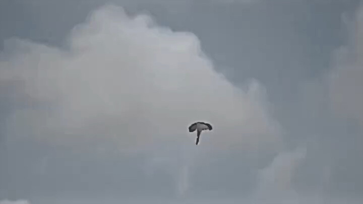 "Matchless to 'Tiger Brother's' Mighty Tiger Crossing the River" #GoingViral #Parachuting