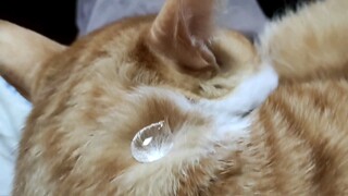 [猫毛真的能像荷叶一样防水? ] 为了科学，猫咪，对不起了......