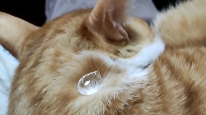 [Lông mèo có thực sự không thấm nước như lá sen không?] Vì lợi ích của khoa học, mèo, xin lỗi ...