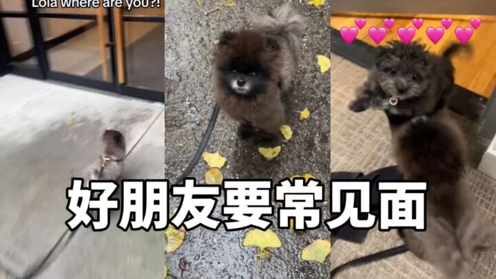 ความรักของน้องหมา: เวลาไปหาเพื่อนซี้ ฉันจะวิ่งไปเลย!