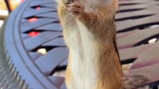 A chipmunk in a foreign yard acted cute and begged for food, but was fed into a chipmunk "pig" by a 