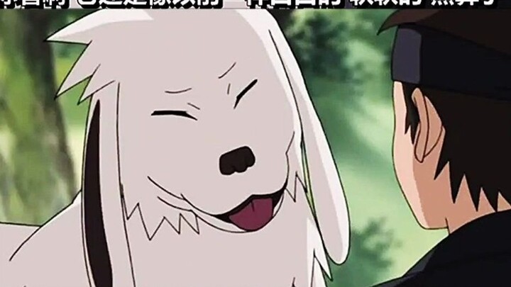 อาคามารุตัวใหญ่มากอย่างเห็นได้ชัด ไม่รู้เหรอว่าเขาโตแล้ว?