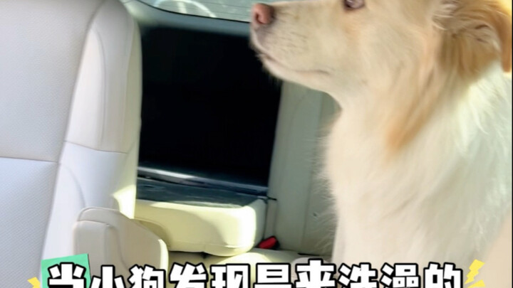 เมื่อลูกสุนัขจู่ๆ ก็รู้ว่ามาอาบน้ำ