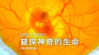 窥探神奇的生命！（更完整的开放式孵化视频）
