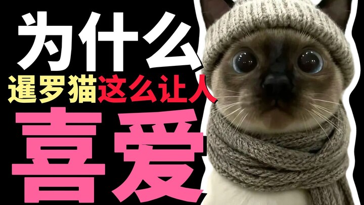 Mengapa kucing Siam begitu disukai?