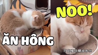 Bỏ ăn cả ngày hóa ra HOÀNG THƯỢNG mắc bệnh nhà giàu 🤣  | Pets TV