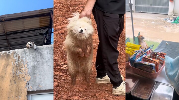 Dog: Is summer vacation here yet? Then I'm free!