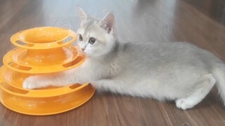 Cat vs Ball - Mèo con chơi với bóng