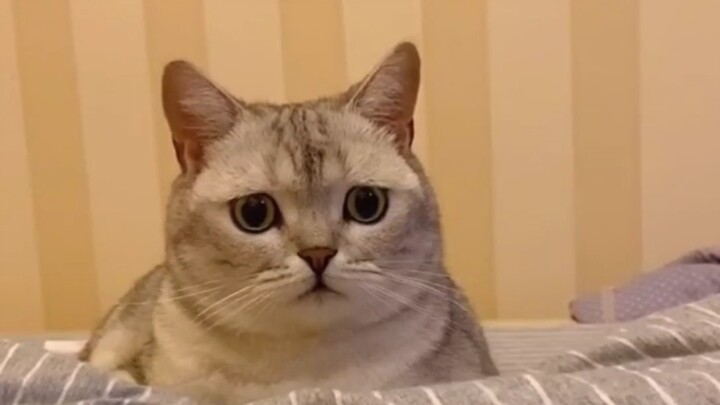 นี่คือวิดีโอน้องแมวแสนเศร้า!