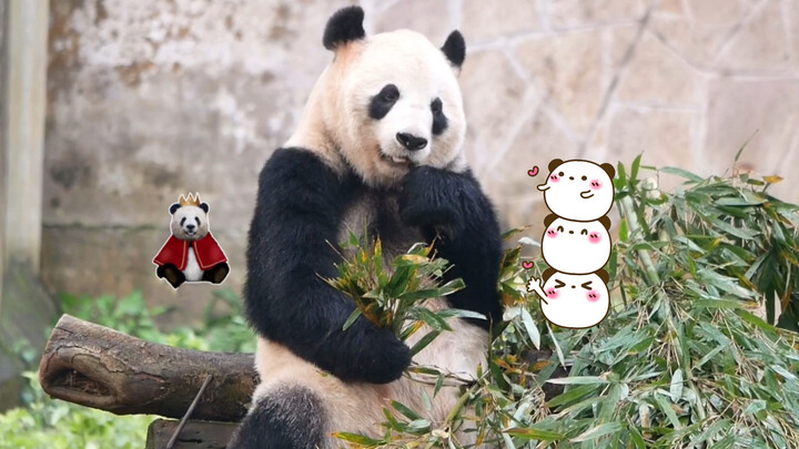 [Animals]The panda eats breakfast while its keeper cleaning its house