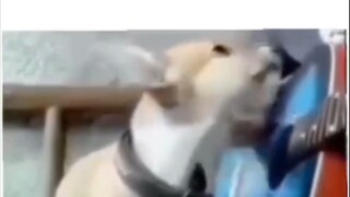 Sad dog😮‍💨