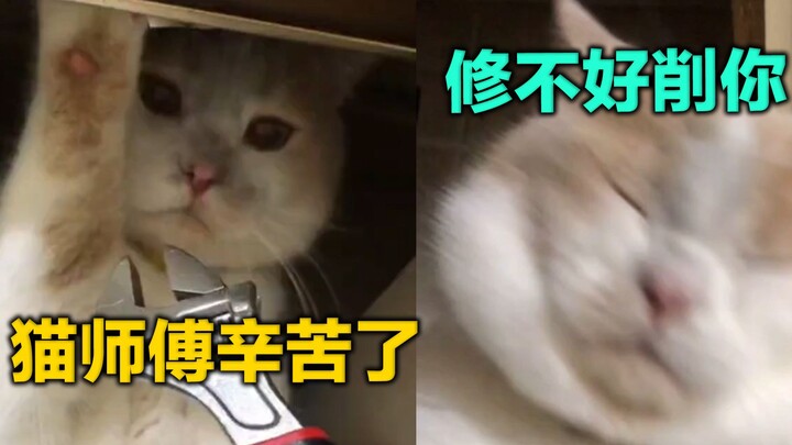 Pak Domba Malas Marah-marah pada Master Kucing Timur Laut [Gao Quansheng]