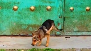 ลูกสุนัขสามารถเดินได้ทั้งสองเท้า