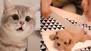 Cat Reaction to Cutting Cake - รวบรวมปฏิกิริยาเค้กสุนัขตลก อาณาจักรสัตว์เลี้ยง