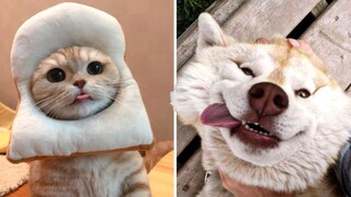 Cute Pets that Will Make Your Day So Much Better 🥰