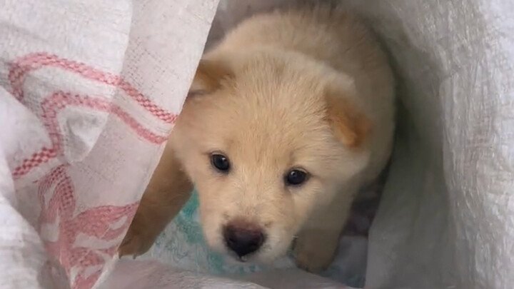 “Little dogs are the cutest.”