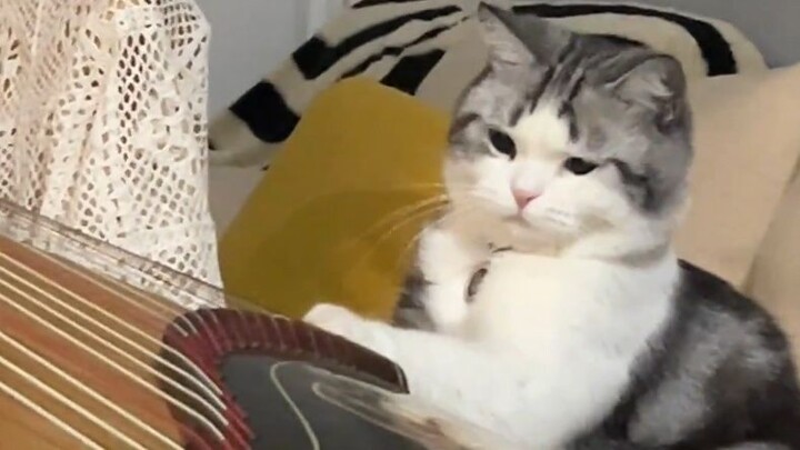 [Animal Voice Acting] A Heartbreaking Melody: Where on Earth Can I Find a True Soul Mate?