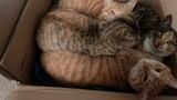 Động vật|Chú mèo mướp trong hộp giấy