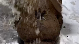 Peppa Pig: I'm not clean anymore