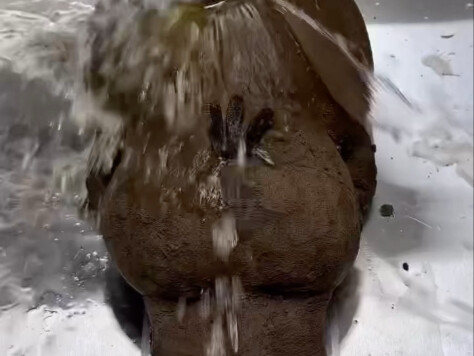 Peppa Pig: I'm not clean anymore