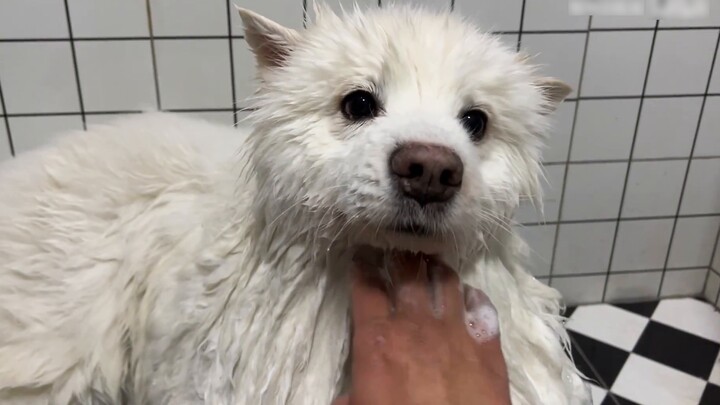 Setelah tujuh hari di pedesaan, anjing putih kecil itu berubah menjadi anjing hitam kecil!