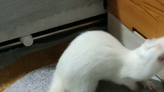 Sang master mink yang sibuk seharian kena marah habis-habisan oleh ibunya.