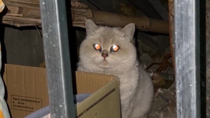 Hey, you’ll have a cat someday!