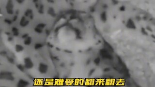 动物园的母豹因怀孕睡不着觉，老公的做法让很多人汗颜…# 动物也有爱