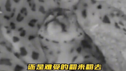 动物园的母豹因怀孕睡不着觉，老公的做法让很多人汗颜…# 动物也有爱