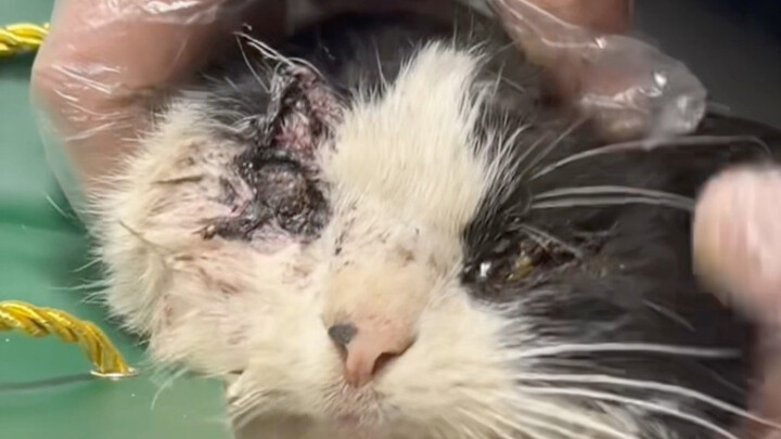 Youth is priceless; saving cats and dogs will make you famous worldwide.