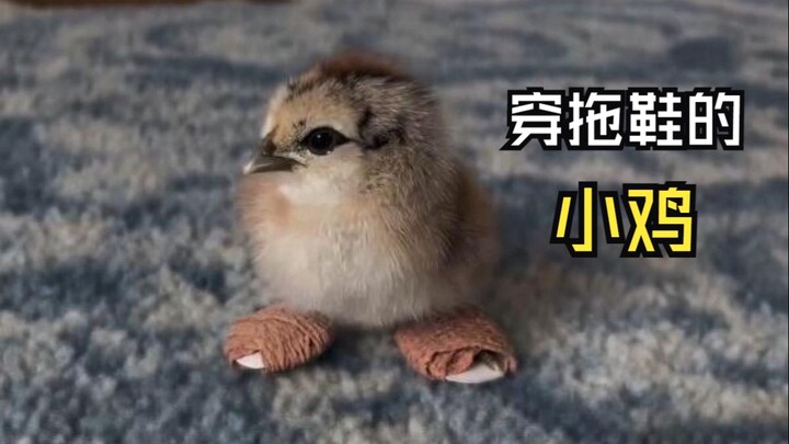Such relaxing animal videos!