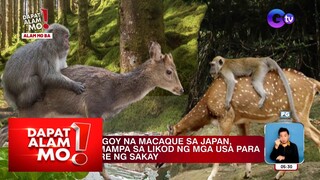 Mga unggoy sa Japan, hilig sumampa sa likod ng mg usa para makalibre ng sakay | Dapat Alam Mo!