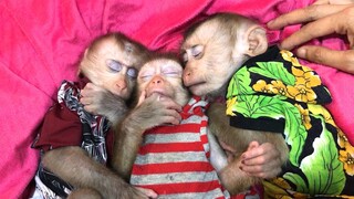 Mom Lullaby the three monkeys to sleep on pillow