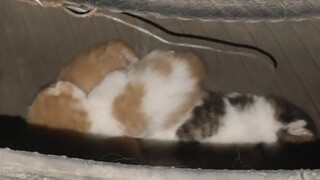 Ibu kucing melahirkan di gym, tahu apa artinya ini?