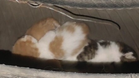 أم القطة تلد في صالة الألعاب الرياضية، هل تعلم ماذا يعني هذا؟