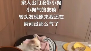 以为都出去玩了没带它而生气的小狗