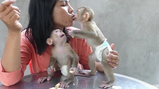 Lovely Baby  Maku & Maki Eating Snack With Mom | Baby Monkey Eating Look Very Delicious