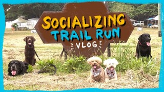VLOG: Socialization Training for Dogs| 5KM Trail with my friends' Labradors | The Poodle Mom