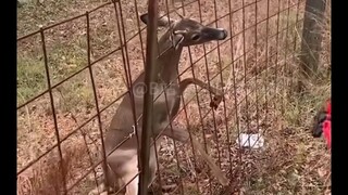 【地球生物搞笑日常#127】