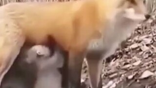 طريقة العم الشهم وهو يجتهد في البيع من أجل لقمة العيش تستحق احترام الجميع.