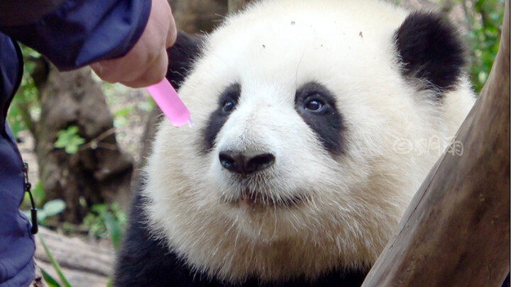 【Giant Panda Hua Hua】This potion seems so delicious—Hua Hua drinks it with an utterly blissful expre