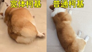 How big is the size difference between a wide-bodied Corgi and a regular Corgi?