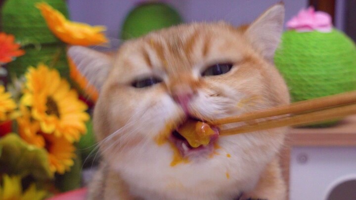 น้องแมวกินไข่แดงลวกเนื้อ อร่อยจนตาแทบจะหลับไปเลย