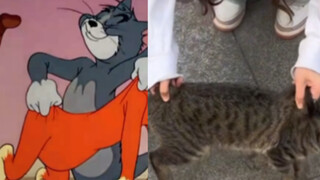 Tom và Jerry thực sự là một bộ phim tài liệu!