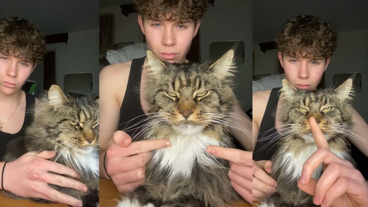 Mèo thủ lĩnh bá đạo