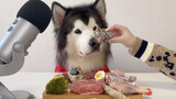 [Hewan] [Dog] Alaskan Malamute | Makan dengan Serius