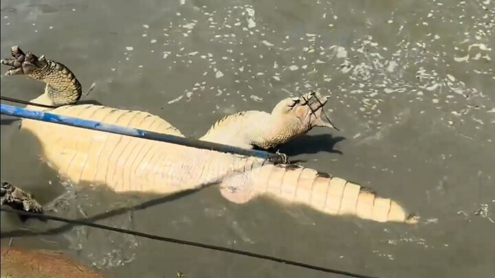 Crocodile: Shocking my buddy is one thing, but why keep hitting me?