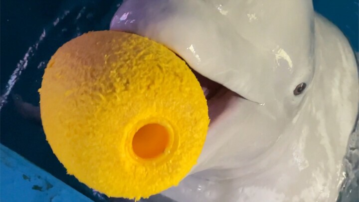 小黑心眼太多了