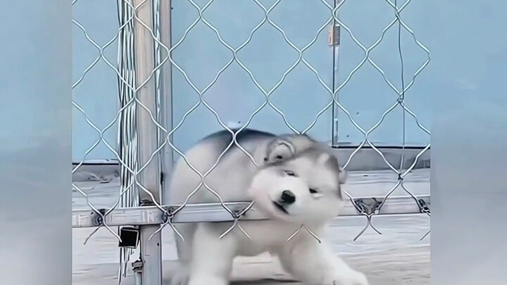 Puppies all over the country are a bit busy recently